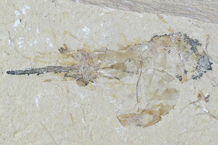 Bargain, Cretaceous Fossil Shrimp - Lebanon #107690